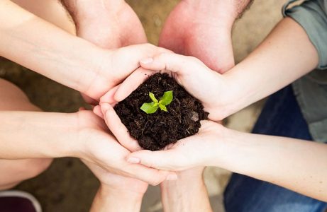 Hands of friends group holding a young plant. New life concept. Close-up of hands of friends group holding a young plant. New life concept.