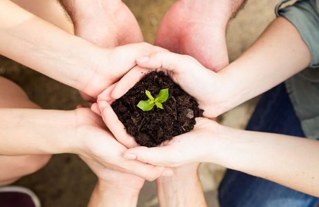 Primer plano de las manos de un grupo de amigos sosteniendo una planta joven. Concepto de nueva vida.